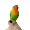 Fischer's Lovebird Stands