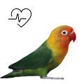 Fischer's Lovebird Supplements