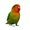 Fischer's Lovebird Supplies