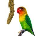 Fischer's Lovebird Treats