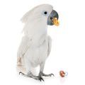 Parrot Foot Toys & Chewables