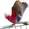 Galah Cockatoo Cages