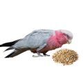 Galah Cockatoo Food