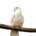 Goffin's Cockatoo Accessories