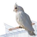 Goffin's Cockatoo Cages