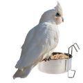 Goffin's Cockatoo Food