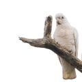 Goffin's Cockatoo Stands
