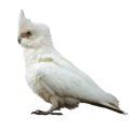 Goffin's Cockatoo Supplies