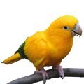 Golden Conure Accessories