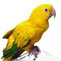 Golden Conure Cages