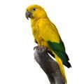 Golden Conure Stands