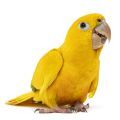 Golden Conure Supplies