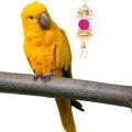 Golden Conure Toys