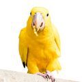Golden Conure Treats
