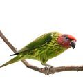 Goldie's Lorikeet Accessories