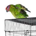 Goldie's Lorikeet Cages