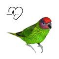 Goldie's Lorikeet Supplements