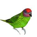 Goldie's Lorikeet Supplies from Parrot Essentials
