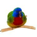 Grass Parakeet Parrot Accessories