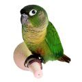 Green Cheeked Conure Accessories