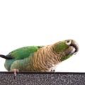 Green Cheeked Conure Cages