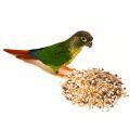 Green Cheeked Conure Food