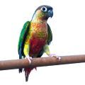Green Cheeked Conure Stands