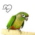 Green Cheeked Conure Supplements