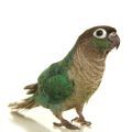 Green Cheeked Conure Supplies