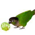 Green Cheeked Conure Toys