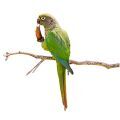 Green Cheeked Conure Treats