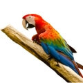 Green Winged Macaw Accessories