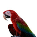 Green Winged Macaw Cages