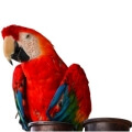 Green Winged Macaw Food