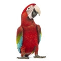 Green Winged Macaw Supplies