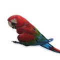 Green Winged Macaw Treats