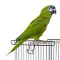 Hahn's Macaw Cages