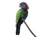 Hawk Headed Parrot Accessories
