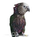 Hawk Headed Parrot Cages
