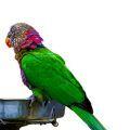 Hawk Headed Parrot Food