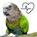Hawk Headed Parrot Supplements