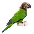 Hawk Headed Parrot Supplies