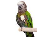 Hawk Headed Parrot Treats