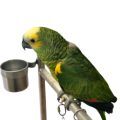 Parrot Health Promotion