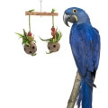 Hyacinth Macaw Toys