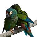 Illiger's Macaw Accessories
