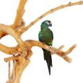 Illiger's Macaw Stands