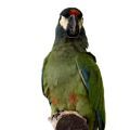Illiger's Macaw Supplements