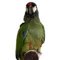 Illiger's Macaw Supplies