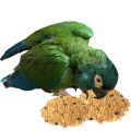 Illiger's Macaw Treats
